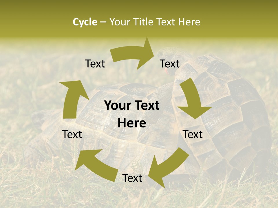Tortoise Herpetology Turtle PowerPoint Template
