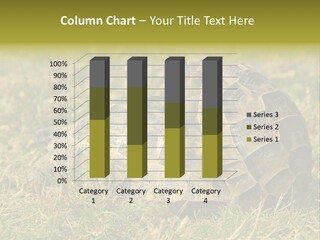 Tortoise Herpetology Turtle PowerPoint Template