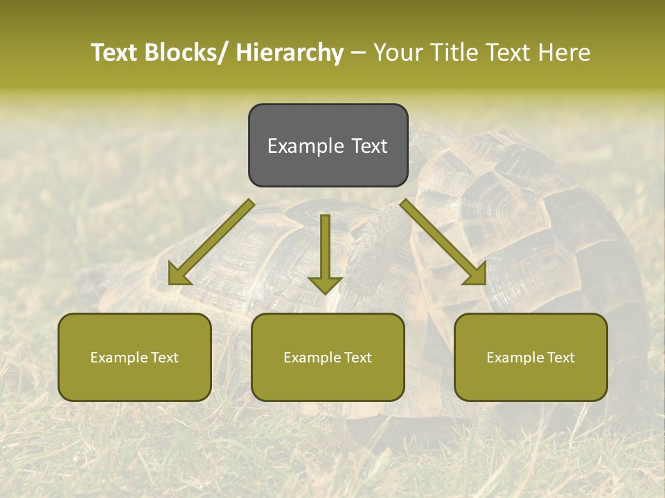 Tortoise Herpetology Turtle PowerPoint Template
