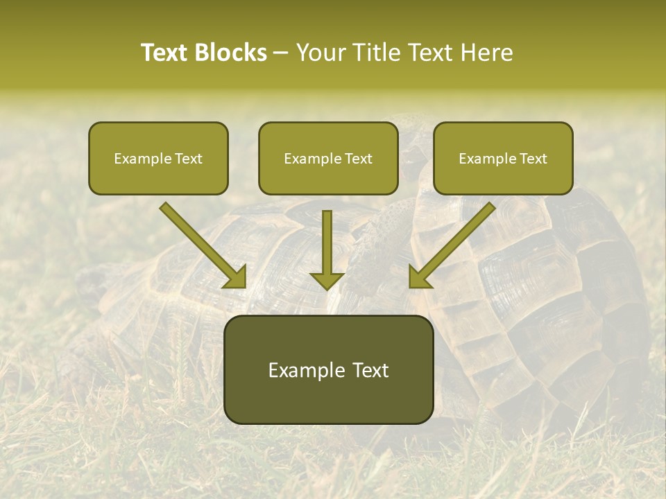 Tortoise Herpetology Turtle PowerPoint Template