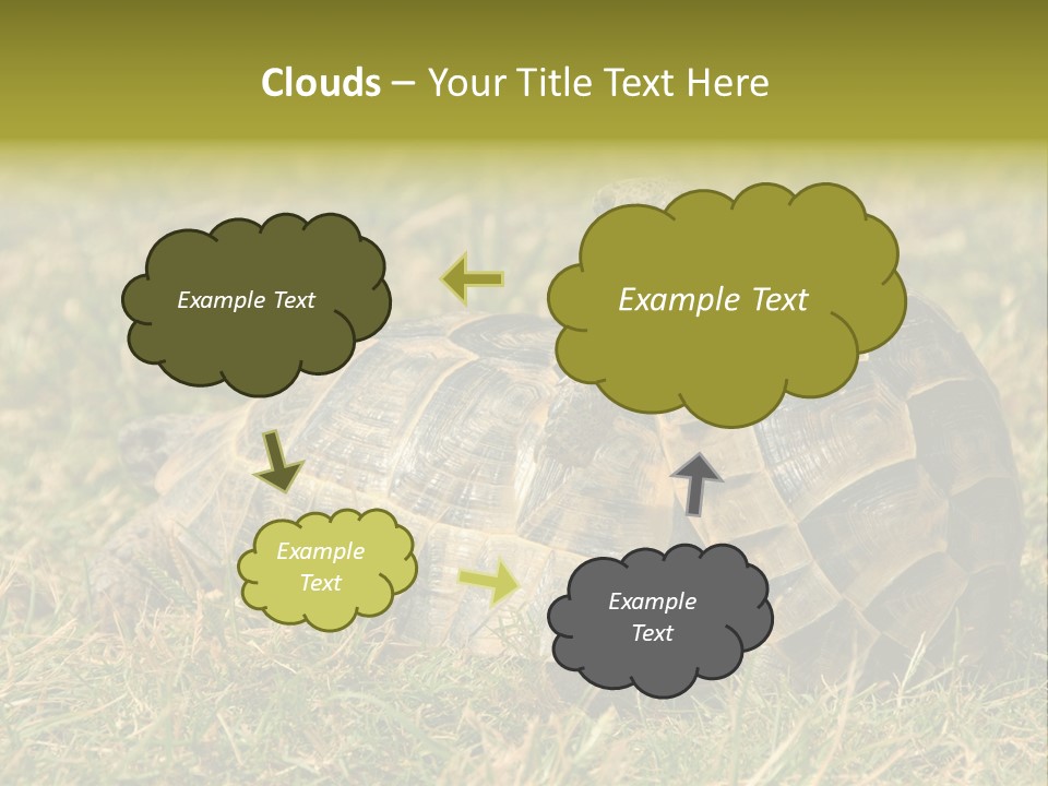 Tortoise Herpetology Turtle PowerPoint Template
