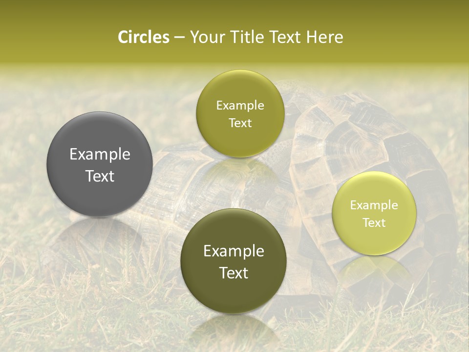 Tortoise Herpetology Turtle PowerPoint Template