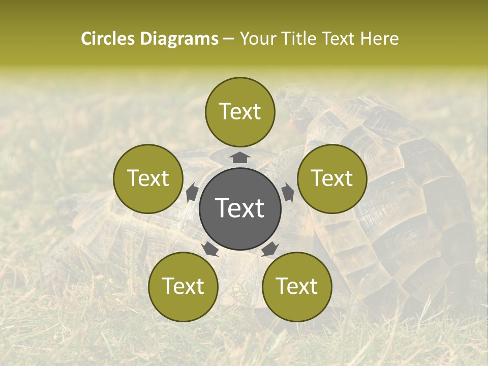 Tortoise Herpetology Turtle PowerPoint Template