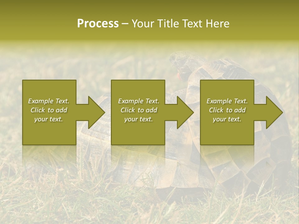 Tortoise Herpetology Turtle PowerPoint Template