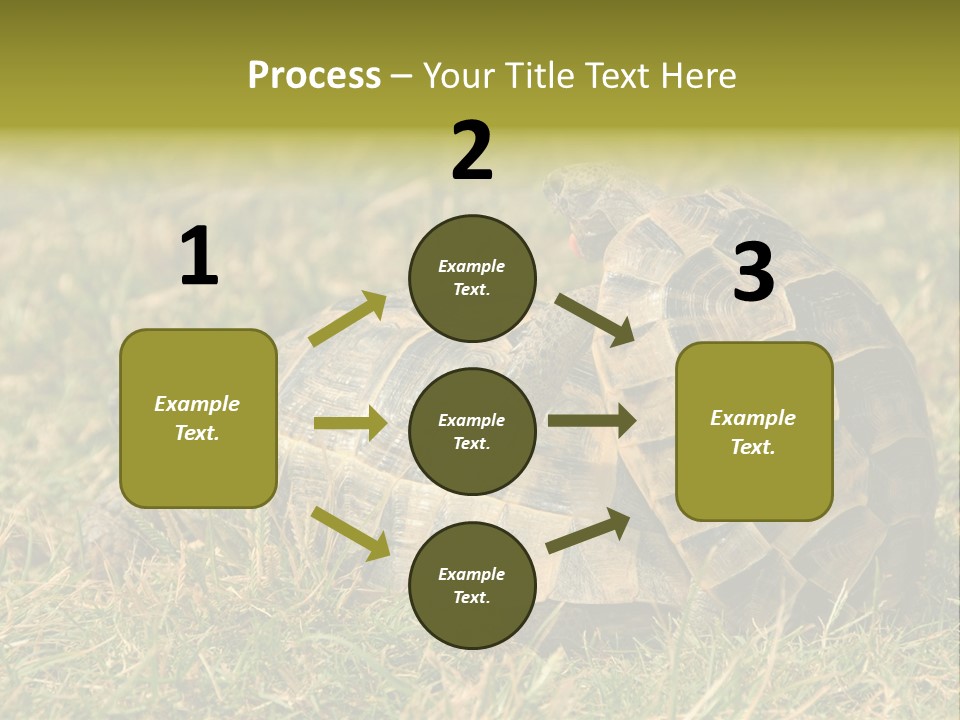 Tortoise Herpetology Turtle PowerPoint Template