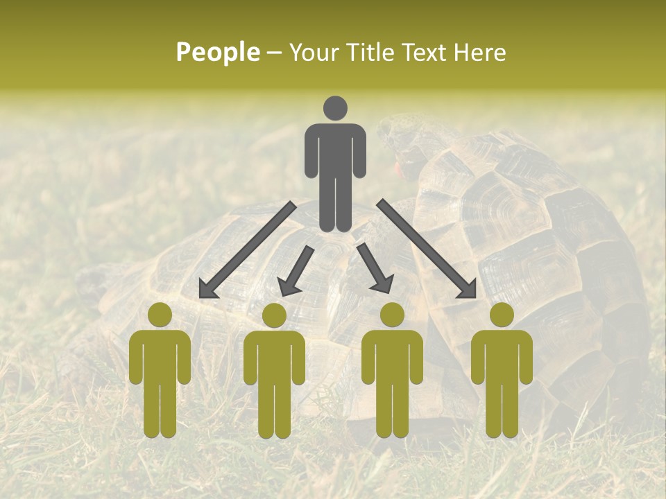 Tortoise Herpetology Turtle PowerPoint Template