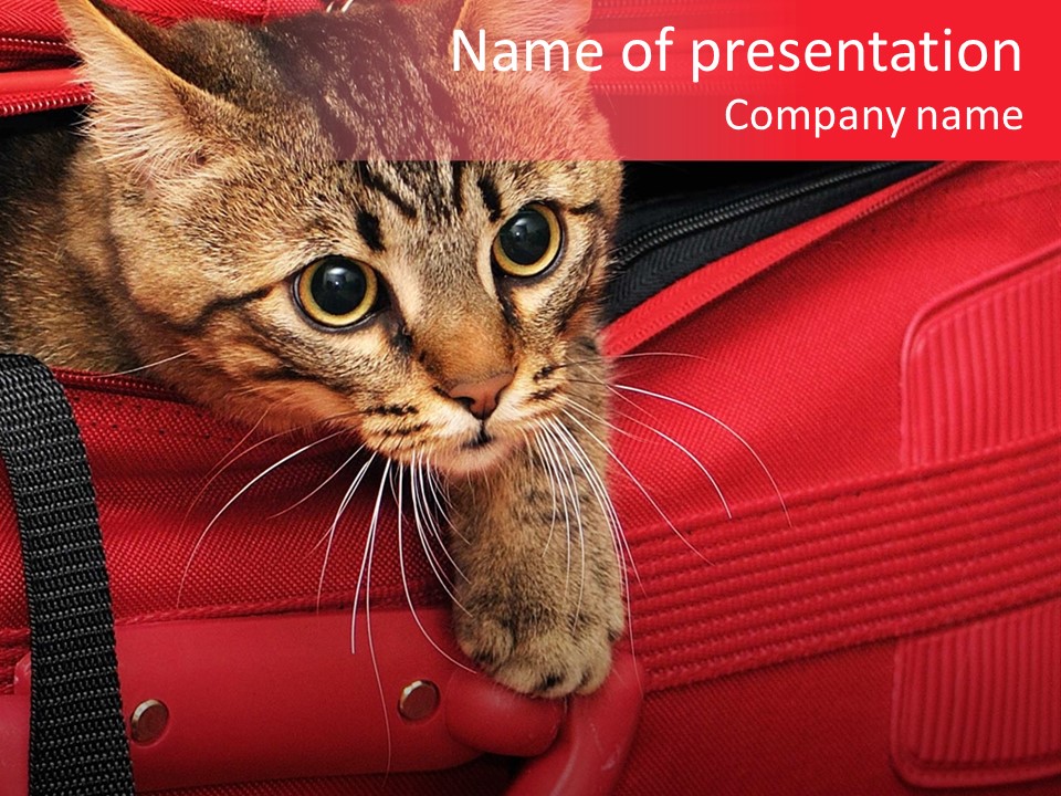 Background Puss Predator PowerPoint Template