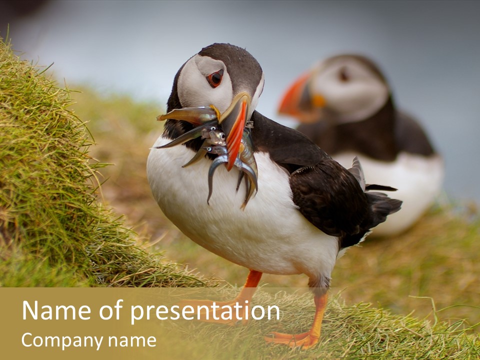 Faroe Islands Bird Common Puffin PowerPoint Template