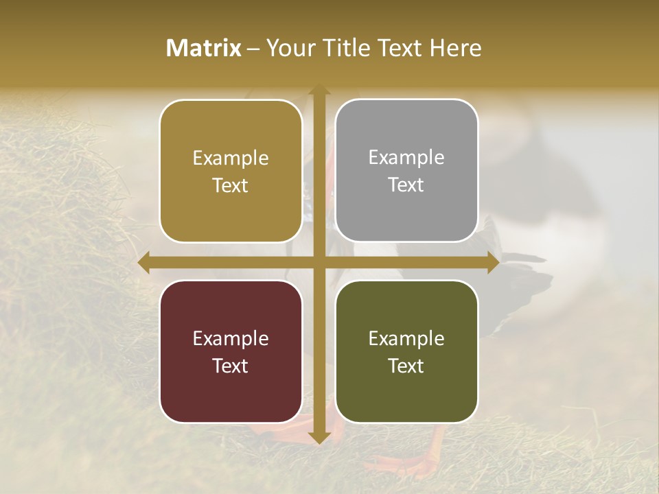 Faroe Islands Bird Common Puffin PowerPoint Template