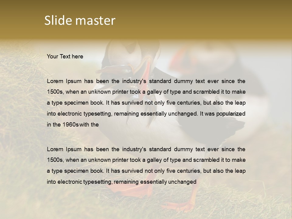 Faroe Islands Bird Common Puffin PowerPoint Template