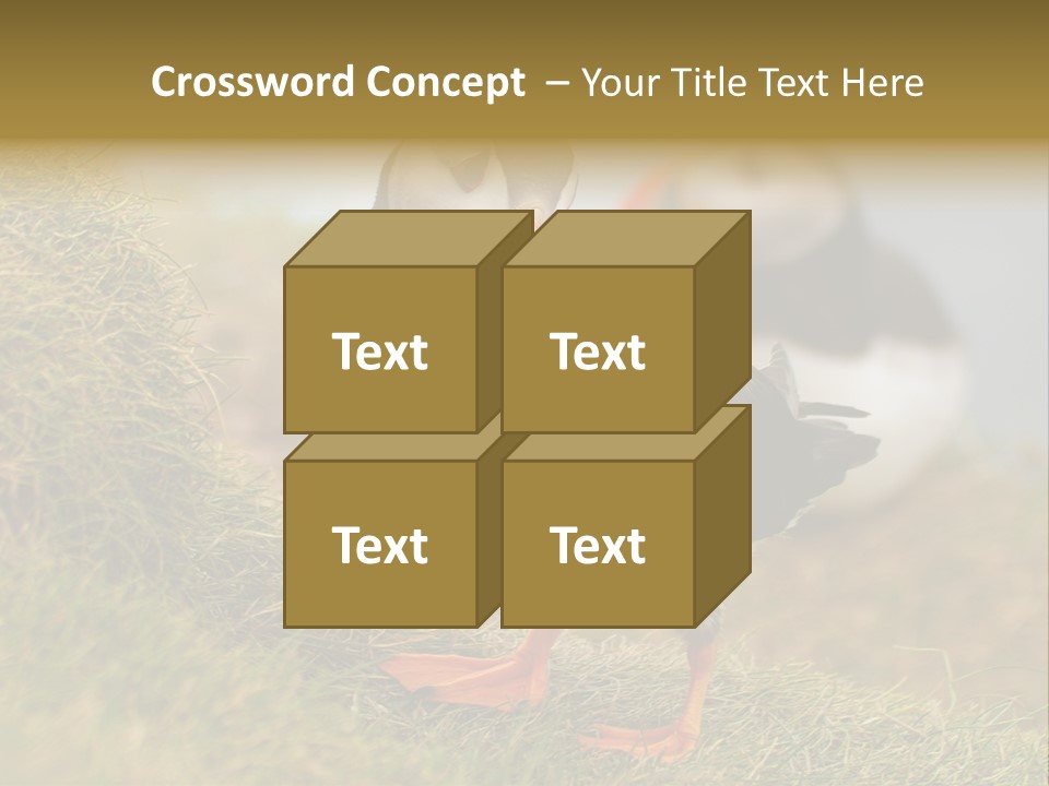 Faroe Islands Bird Common Puffin PowerPoint Template