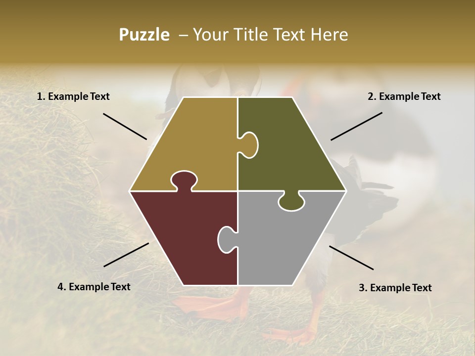 Faroe Islands Bird Common Puffin PowerPoint Template