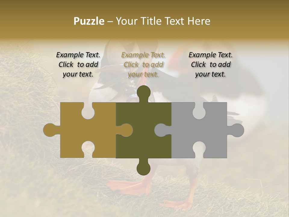 Faroe Islands Bird Common Puffin PowerPoint Template