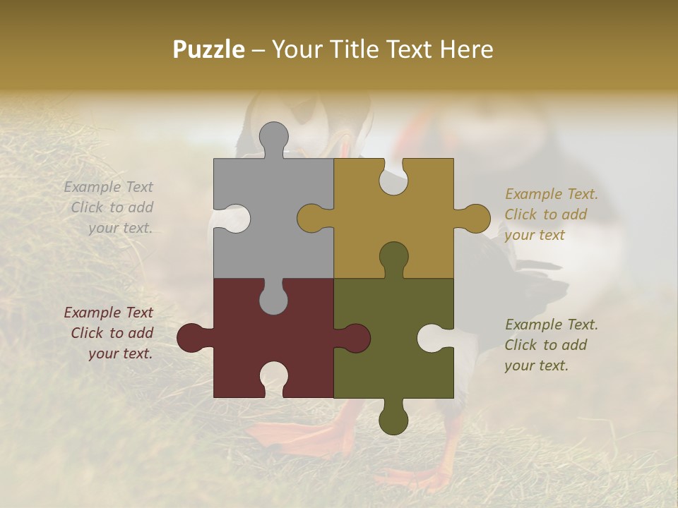 Faroe Islands Bird Common Puffin PowerPoint Template