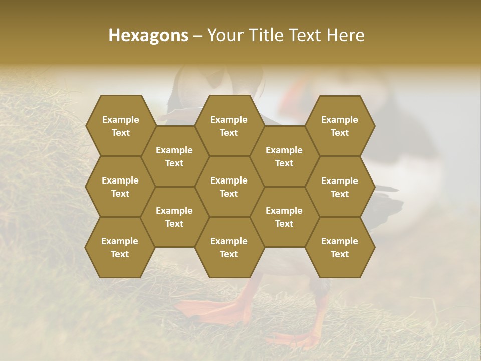 Faroe Islands Bird Common Puffin PowerPoint Template