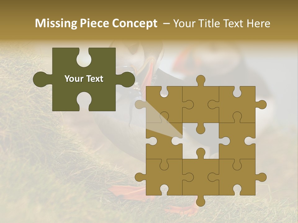 Faroe Islands Bird Common Puffin PowerPoint Template