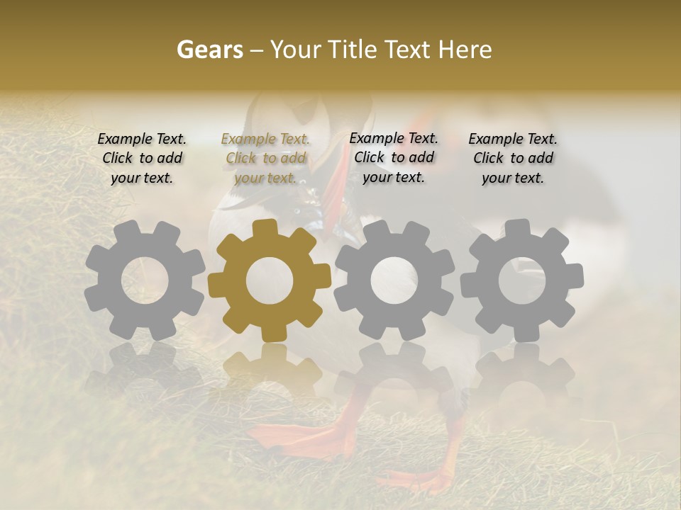 Faroe Islands Bird Common Puffin PowerPoint Template