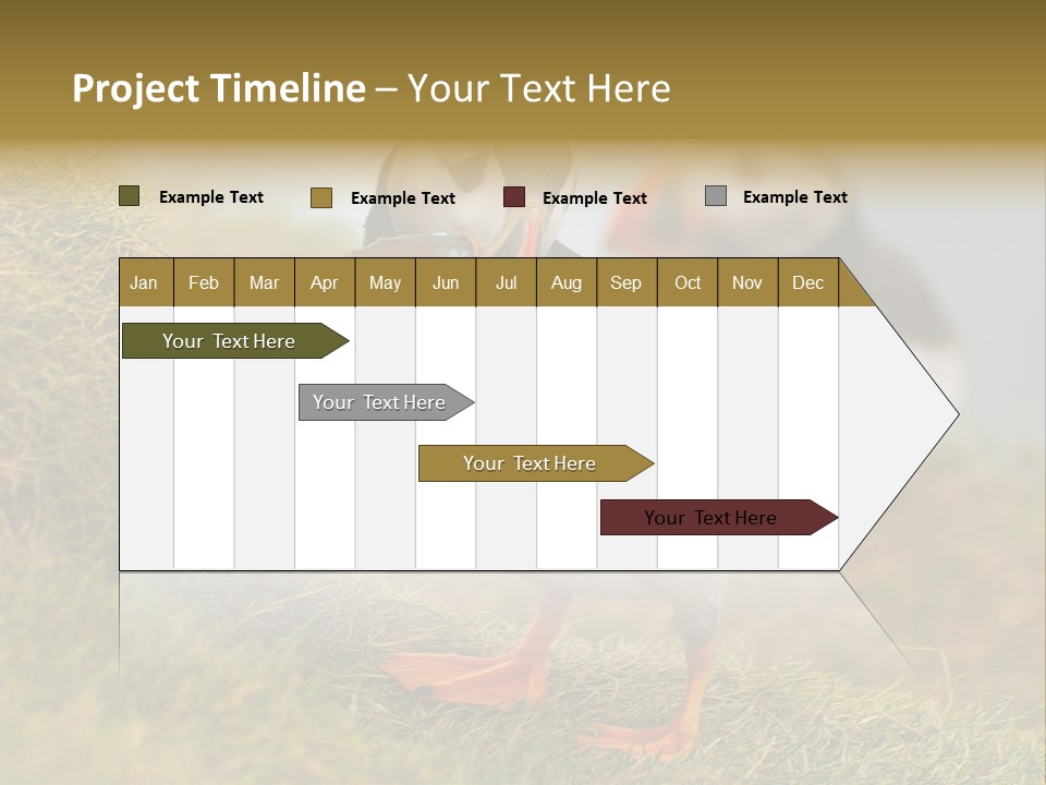 Faroe Islands Bird Common Puffin PowerPoint Template