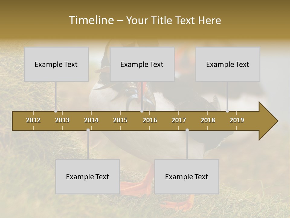 Faroe Islands Bird Common Puffin PowerPoint Template