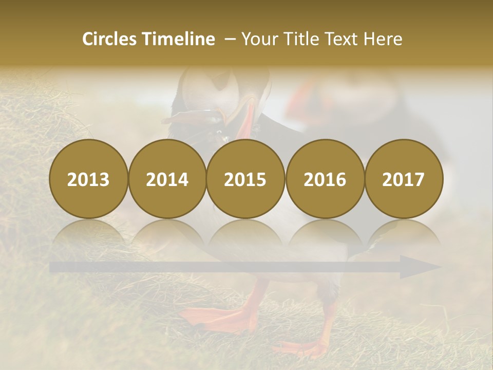 Faroe Islands Bird Common Puffin PowerPoint Template