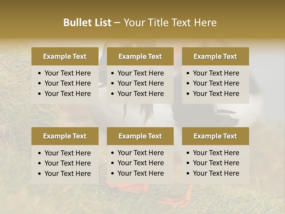 Faroe Islands Bird Common Puffin PowerPoint Template