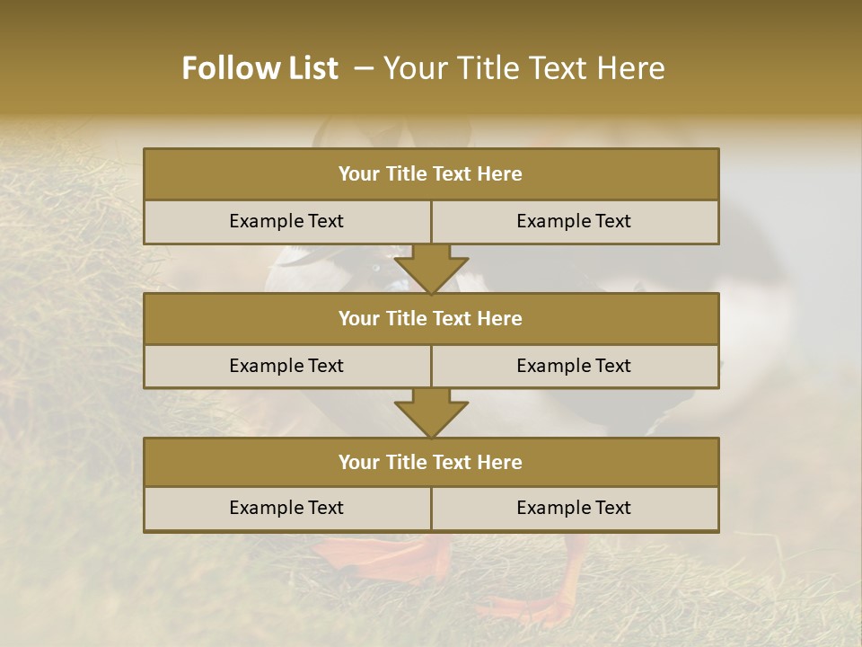 Faroe Islands Bird Common Puffin PowerPoint Template