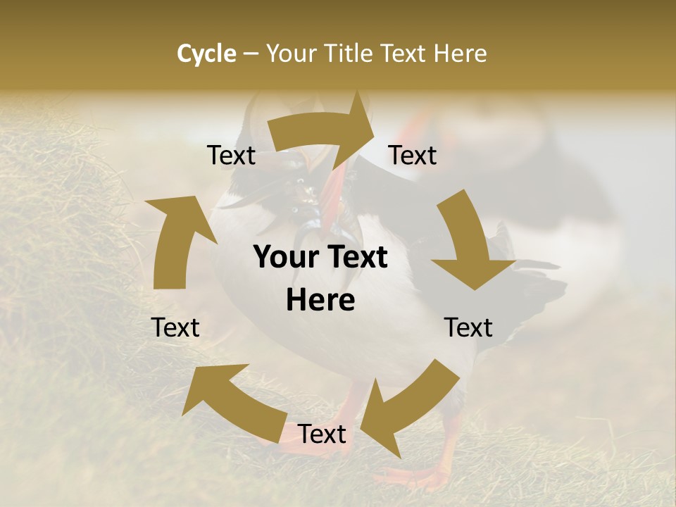 Faroe Islands Bird Common Puffin PowerPoint Template