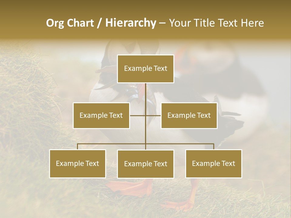 Faroe Islands Bird Common Puffin PowerPoint Template