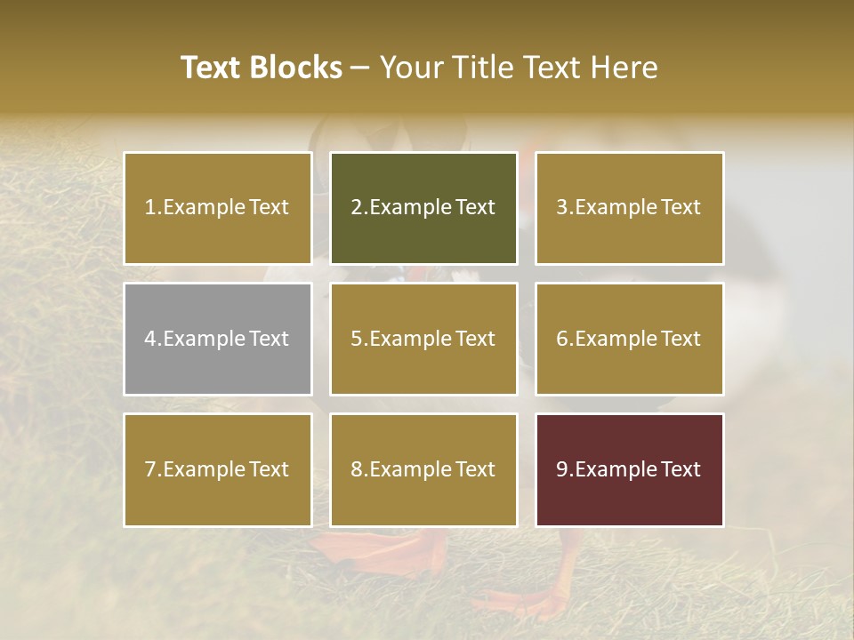 Faroe Islands Bird Common Puffin PowerPoint Template