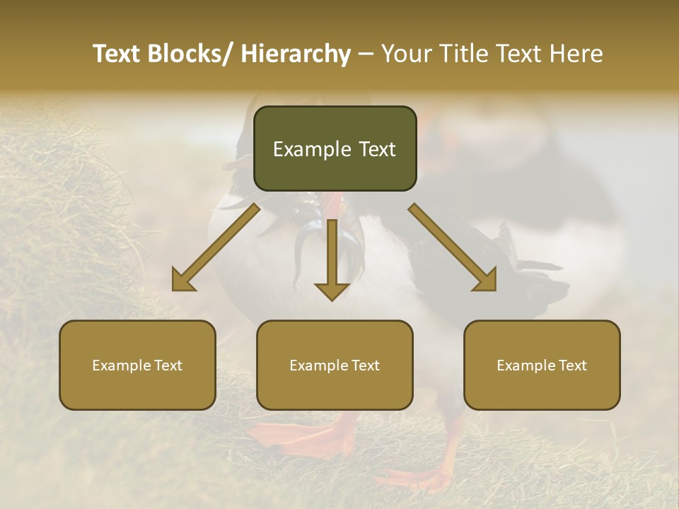 Faroe Islands Bird Common Puffin PowerPoint Template