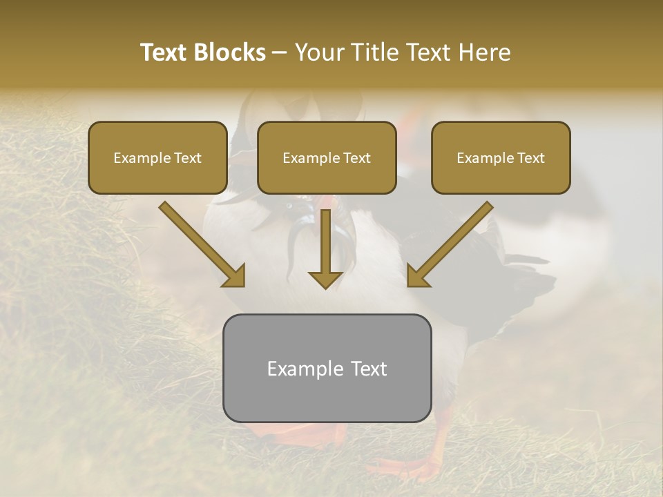 Faroe Islands Bird Common Puffin PowerPoint Template