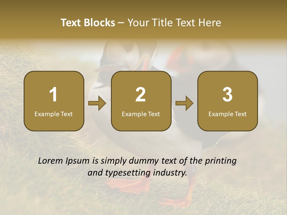 Faroe Islands Bird Common Puffin PowerPoint Template