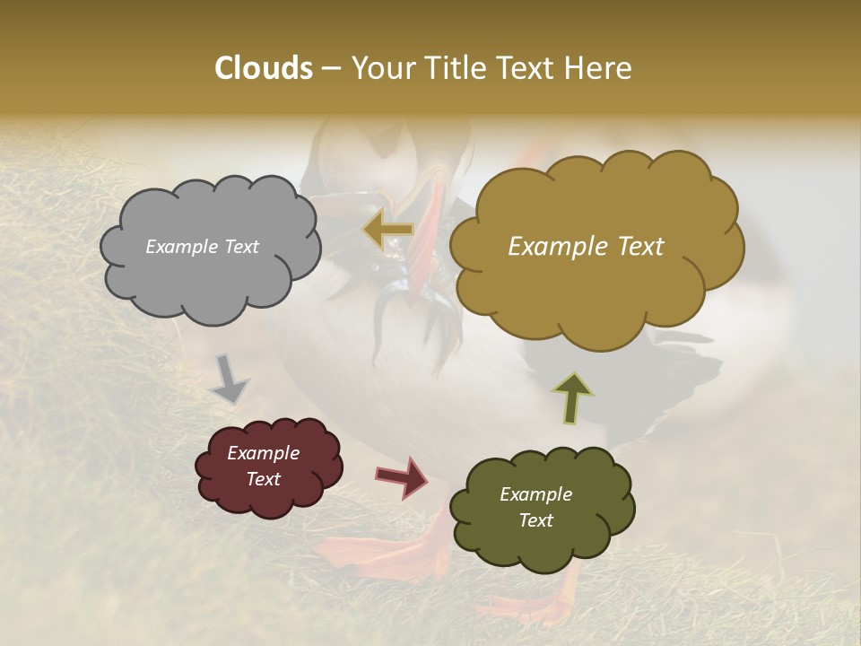 Faroe Islands Bird Common Puffin PowerPoint Template