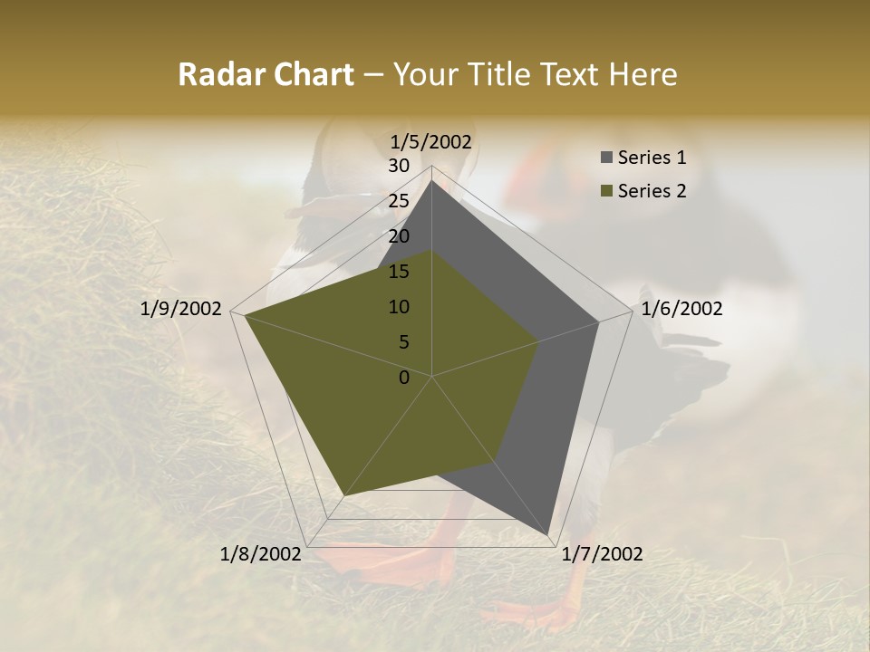 Faroe Islands Bird Common Puffin PowerPoint Template