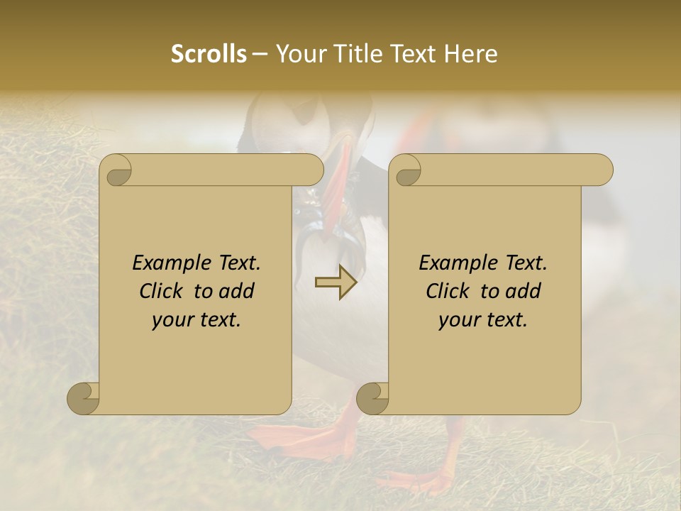 Faroe Islands Bird Common Puffin PowerPoint Template