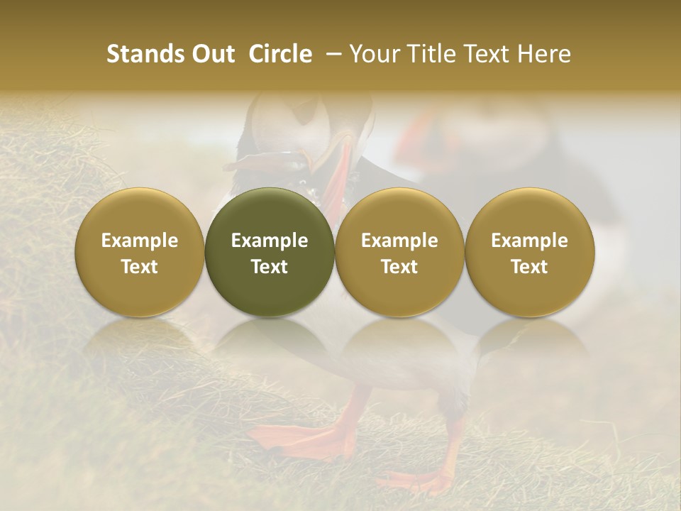 Faroe Islands Bird Common Puffin PowerPoint Template