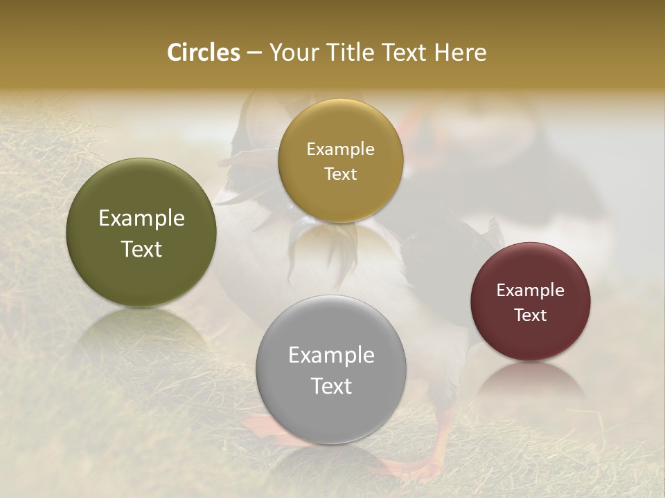 Faroe Islands Bird Common Puffin PowerPoint Template