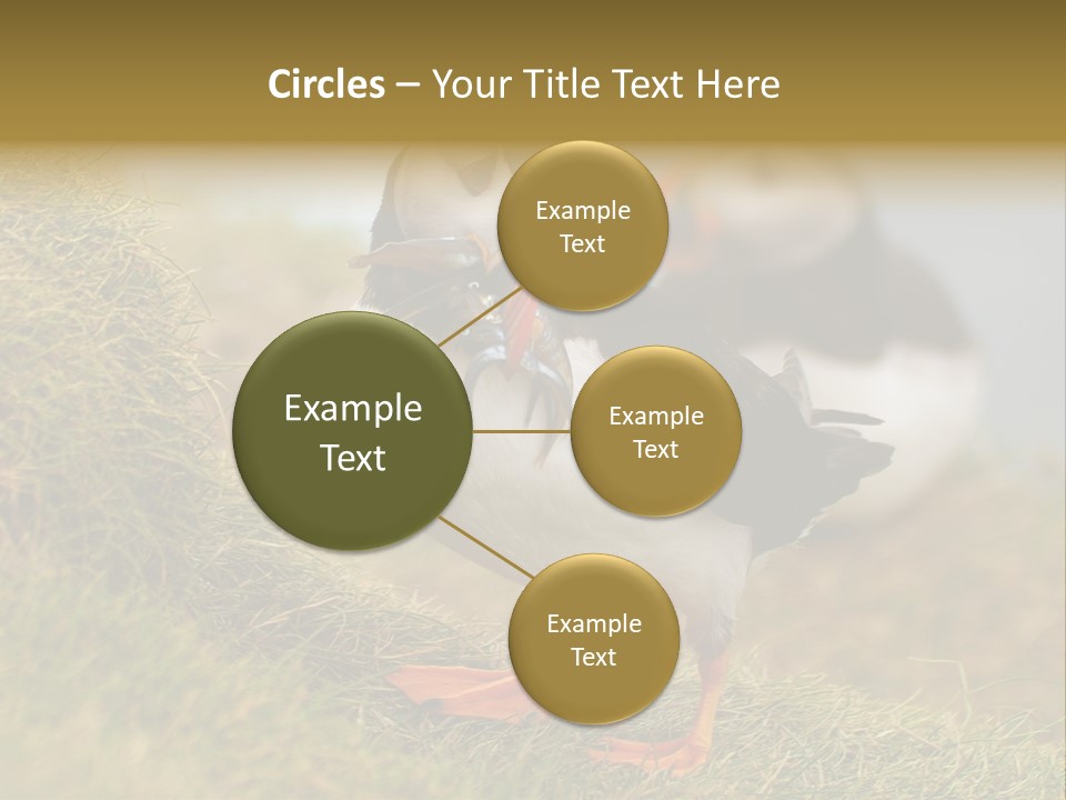 Faroe Islands Bird Common Puffin PowerPoint Template