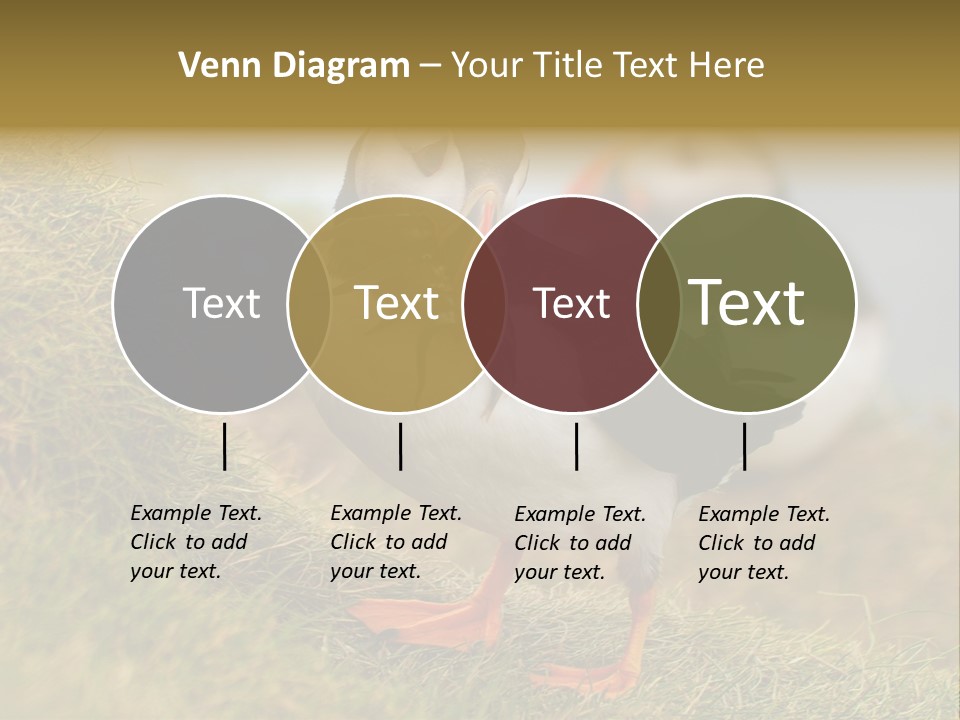 Faroe Islands Bird Common Puffin PowerPoint Template