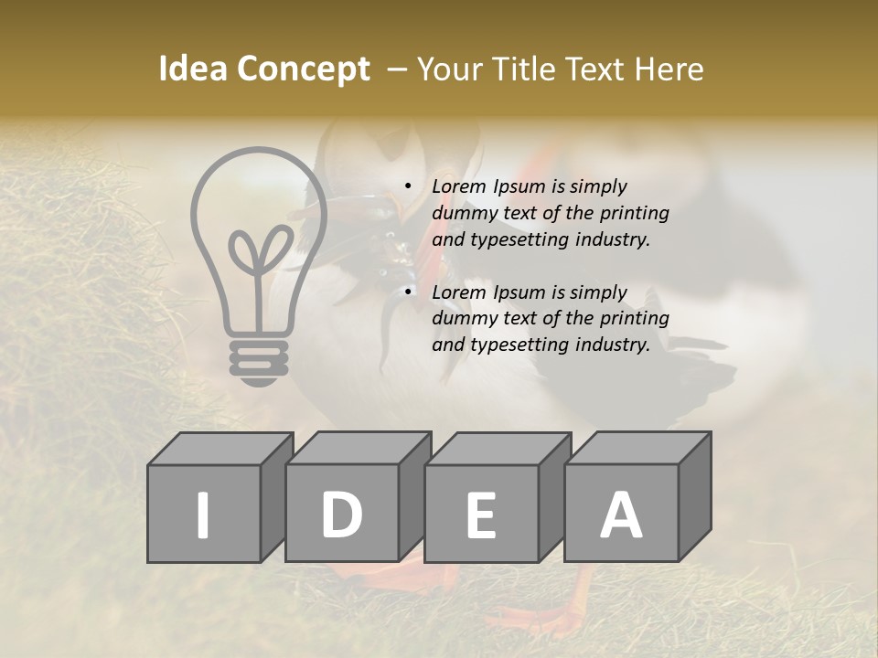 Faroe Islands Bird Common Puffin PowerPoint Template