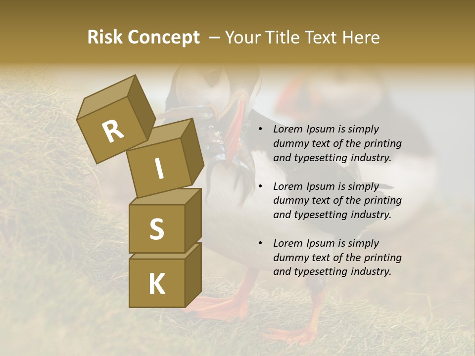 Faroe Islands Bird Common Puffin PowerPoint Template