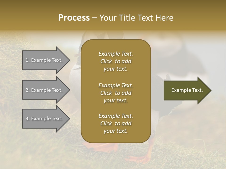 Faroe Islands Bird Common Puffin PowerPoint Template