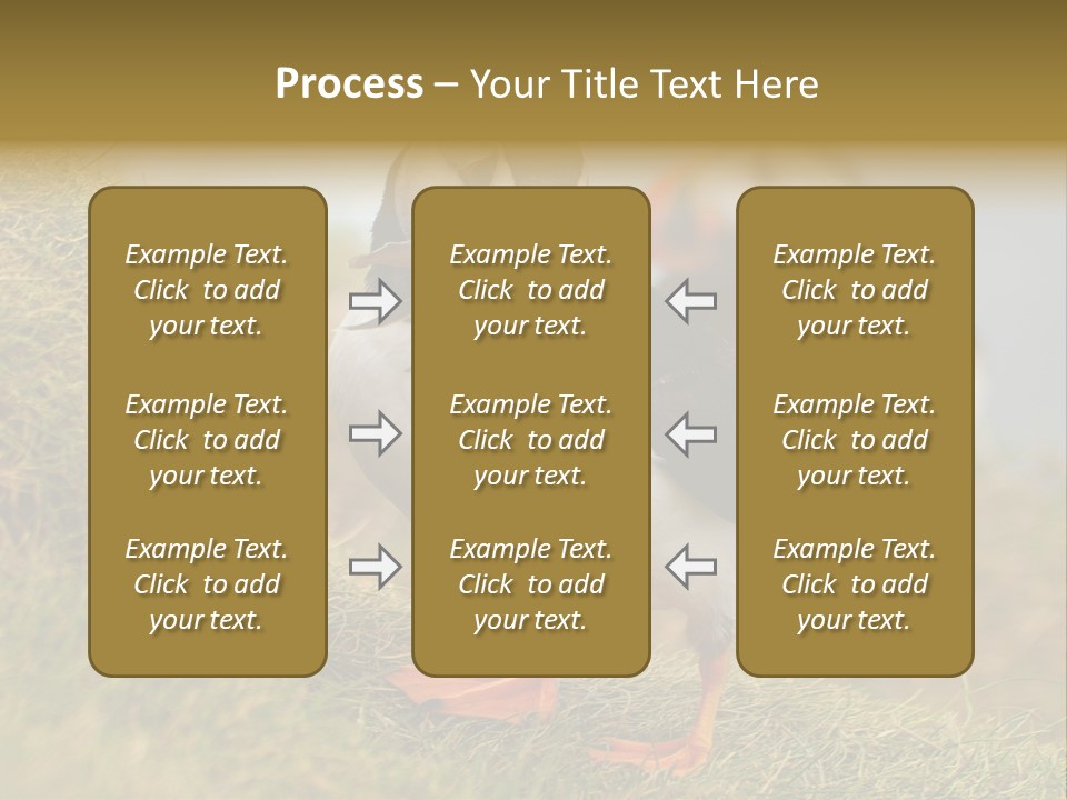 Faroe Islands Bird Common Puffin PowerPoint Template