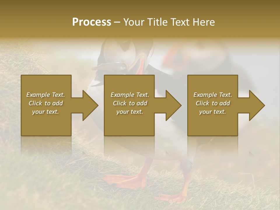 Faroe Islands Bird Common Puffin PowerPoint Template