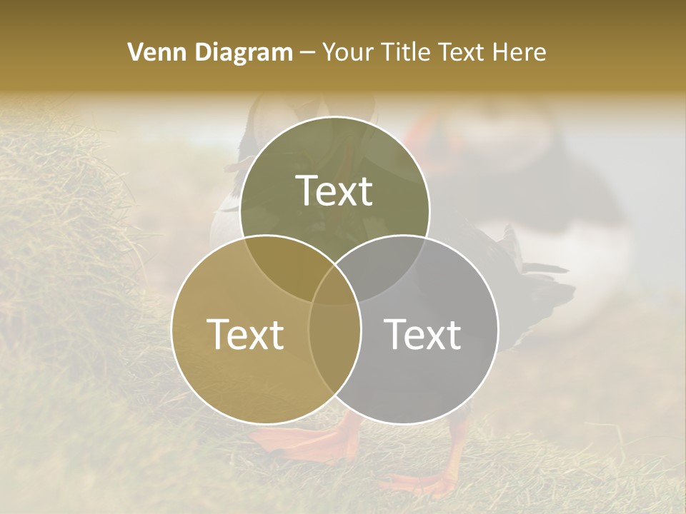 Faroe Islands Bird Common Puffin PowerPoint Template