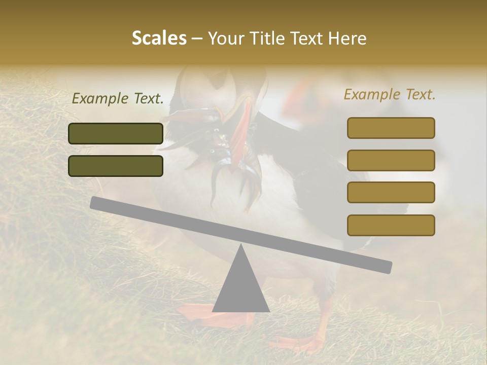 Faroe Islands Bird Common Puffin PowerPoint Template