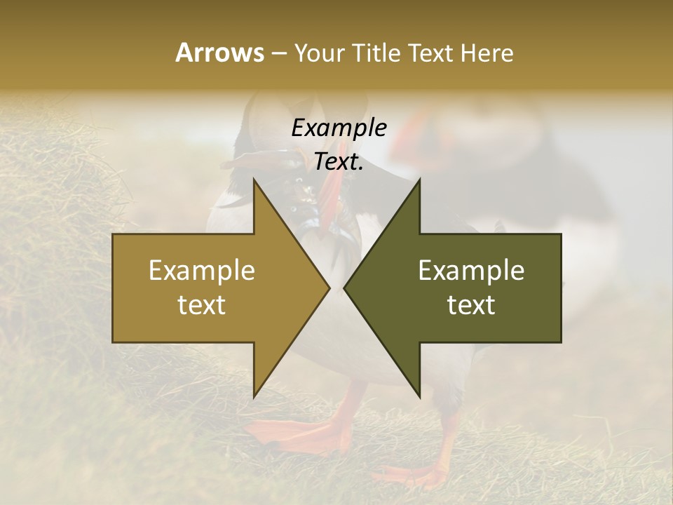 Faroe Islands Bird Common Puffin PowerPoint Template