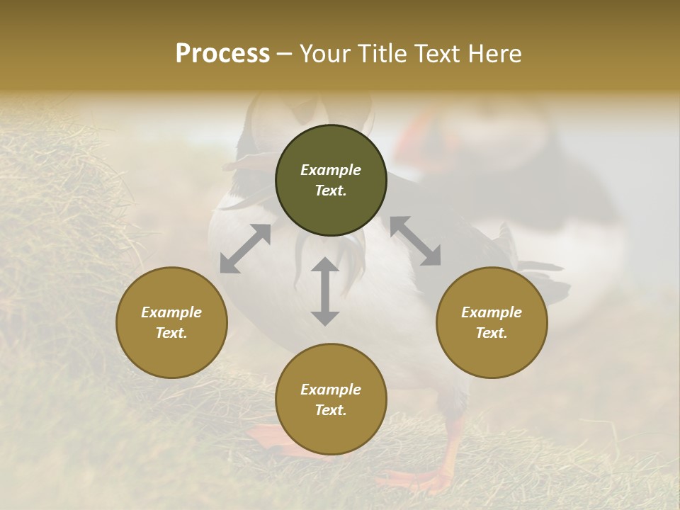 Faroe Islands Bird Common Puffin PowerPoint Template