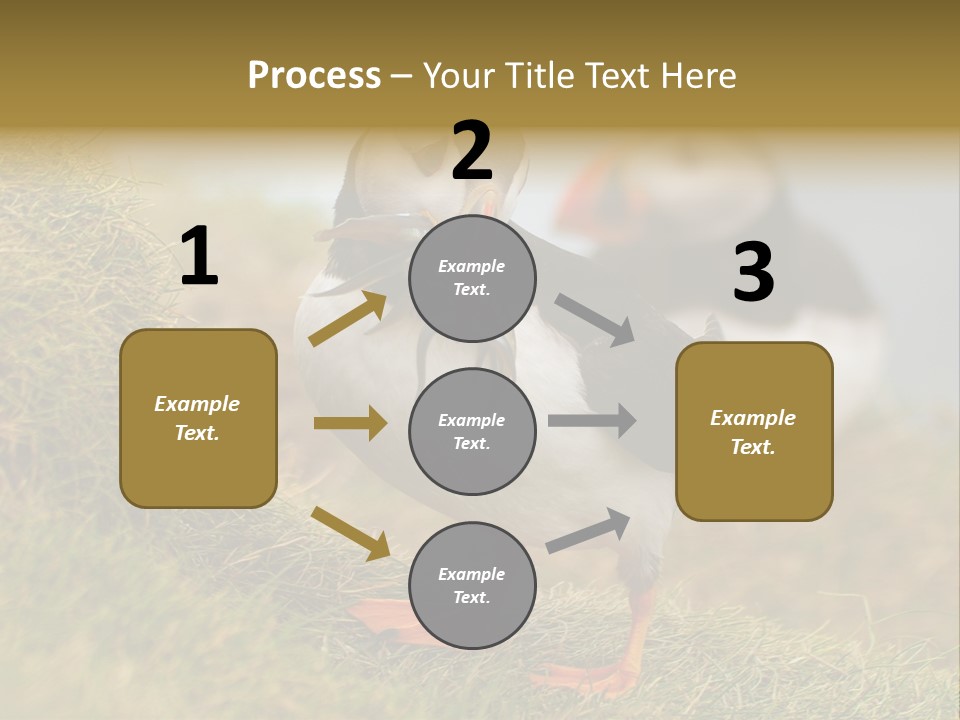 Faroe Islands Bird Common Puffin PowerPoint Template