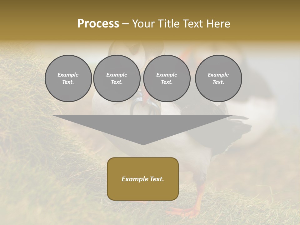 Faroe Islands Bird Common Puffin PowerPoint Template